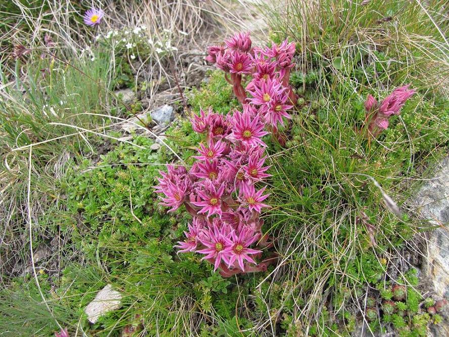 Sentieri ferrati, sentieri fioriti: i fiori dell''Albiolo